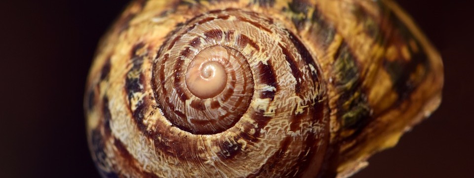 shell-3427910_960_720