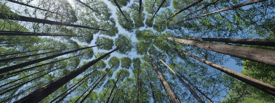 tree-4450514_960_720